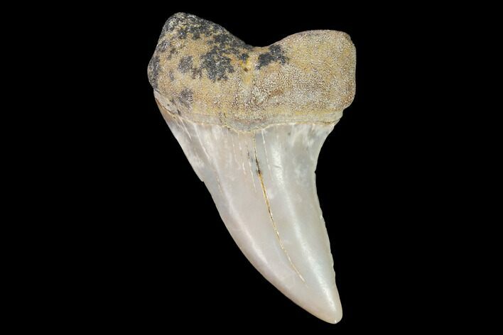 Mako Shark Tooth Fossil - Sharktooth Hill, CA #94662